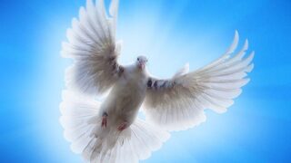 flying pigeon