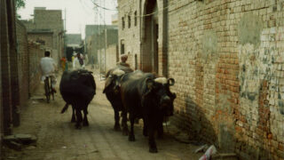 town lane buffalo