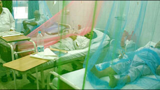 lahore dengue