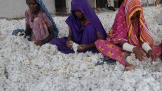 Cotton