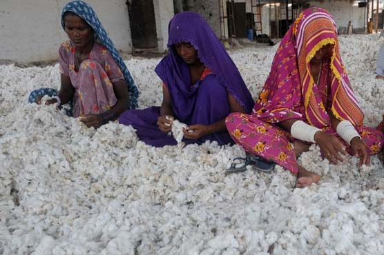 Cotton