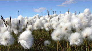cotton