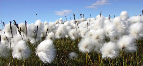 cotton