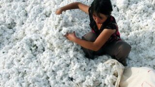 cotton