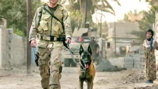 military dogs