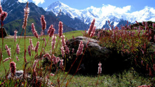phir charagh-e-lala se roshan