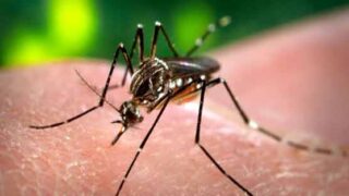 Dengue