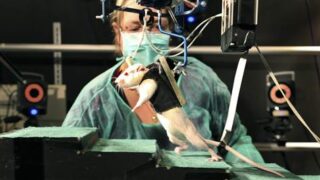 Paralyzed rats walk again