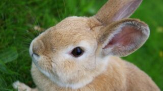 Rabbit
