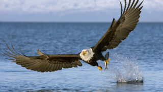 bold eagle