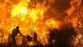 forest fire