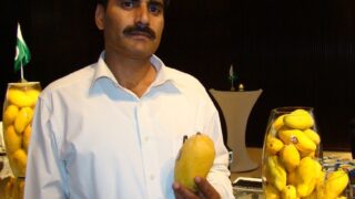 mango festival