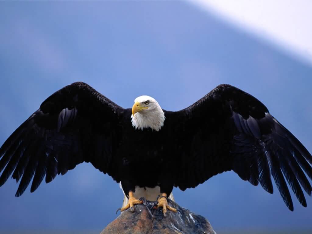 shaheen