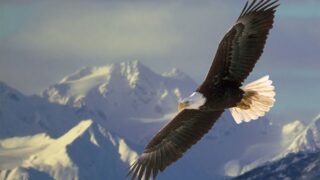 flying eagle