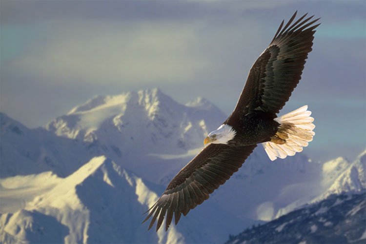flying eagle