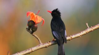 Black Bulbul