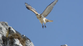 departing eagle