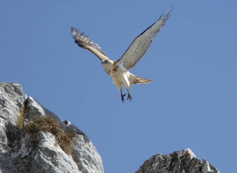 departing eagle