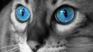 Cat with Blue Eyes