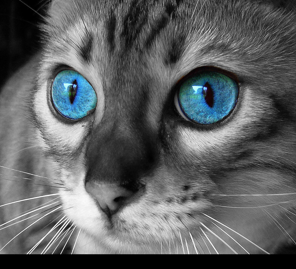 Cat with Blue Eyes