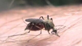 Dengue virus