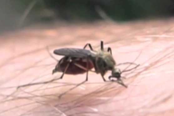 Dengue virus