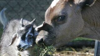 a cow and a goat