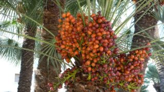 dates