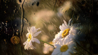 flower in rain