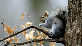 Pha e and a squirrel