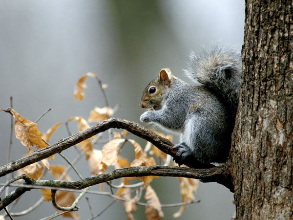 Pha e and a squirrel