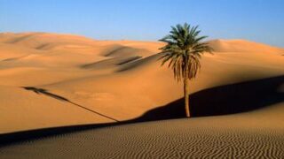 lala desert