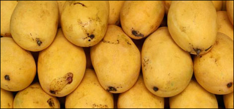 جنوبی کوریا کو آم کی برآمد شروع کردی گئی