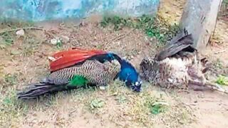peacock