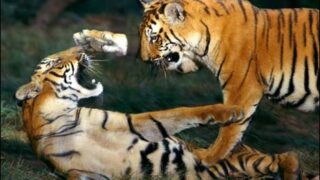 tiger