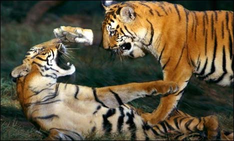 کراچی: بنگال ٹائیگرز کی جوڑی بالآخر کنٹریکٹر کے حوالے