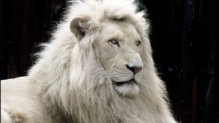 white tiger