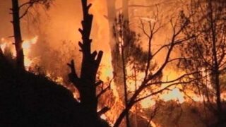 Forests Fire