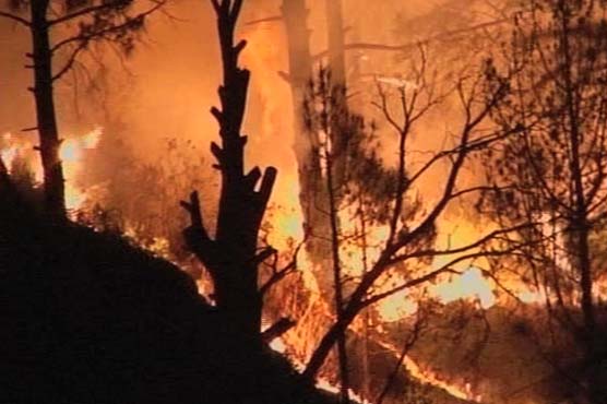 Forests Fire