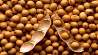 Soyabean oil