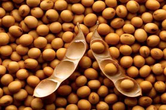 Soyabean oil