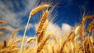 Wheat