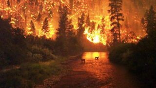 california forest fire