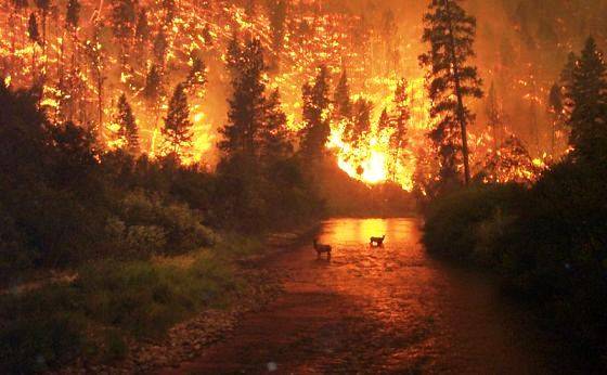california forest fire