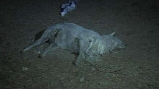 Dead sheeps karachi