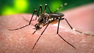 Dengue