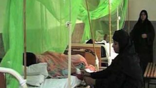 Dengue in Punjab
