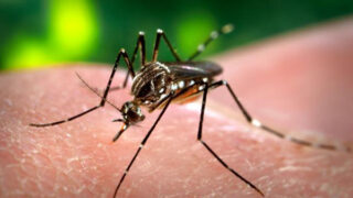 Dengue
