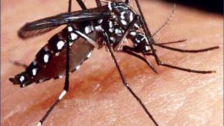 Dengue