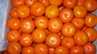 Export of orange